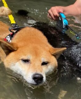 そろそろ梅雨明け。